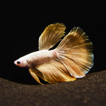 Siamesische Kampffisch, Betta splendens